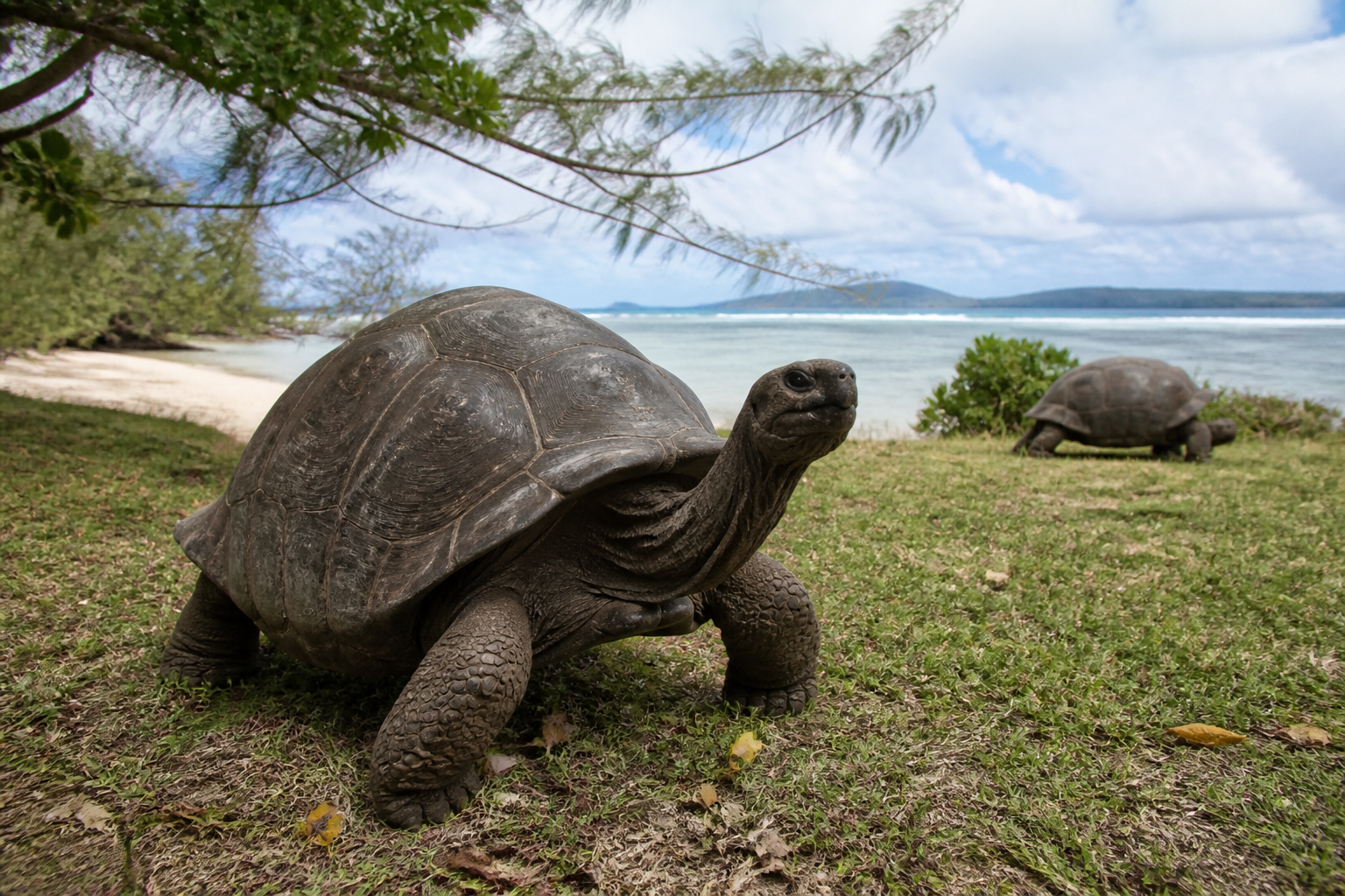 'Giant tortoises roaming freely on Curieuse Island Seychelles'