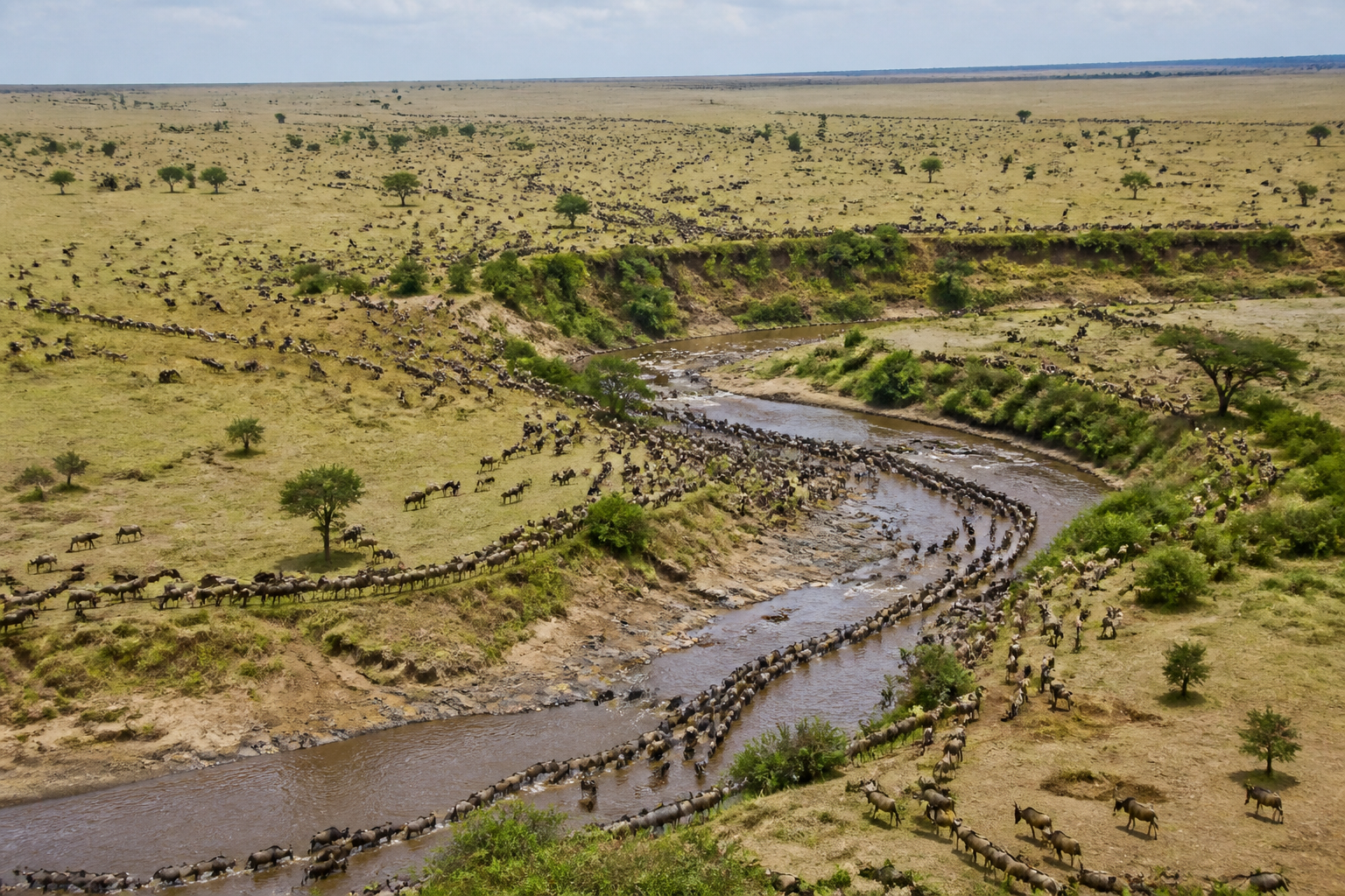 Aerial view of the Great Migration in Serengeti Tanzania | עדרים של אלפי גנו חוצים את המישורים בטנזניה
